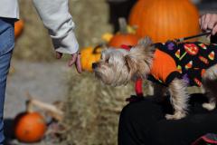2022-Trunk-Or-Treat57